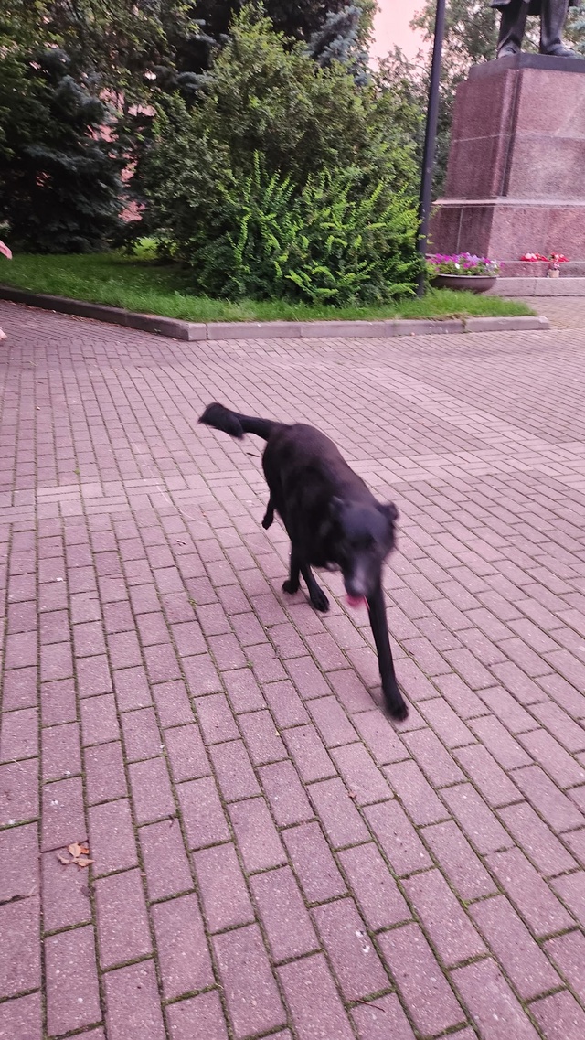 Бегает собака очень похоже, что домашняя в парке около ...