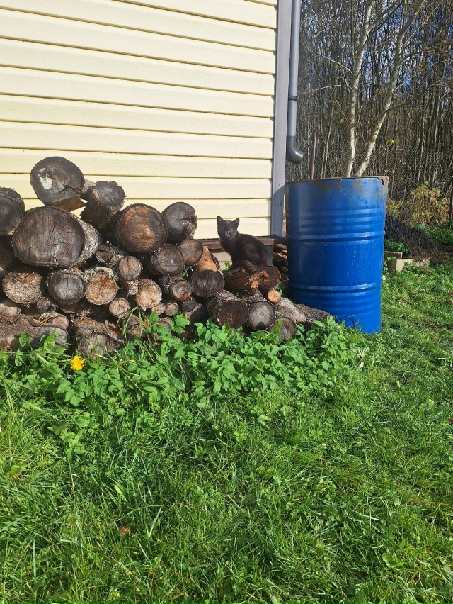 Добрый Вечер!
Может кому приглянётся пушистый малыш?
П?...