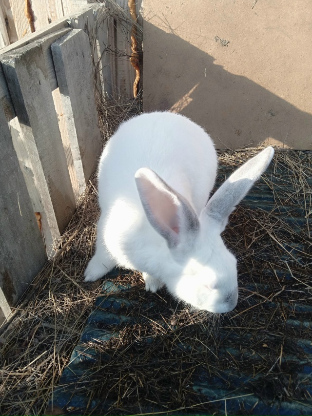 Продам кроликов двух штук крола и крольчиху тел 89510328810