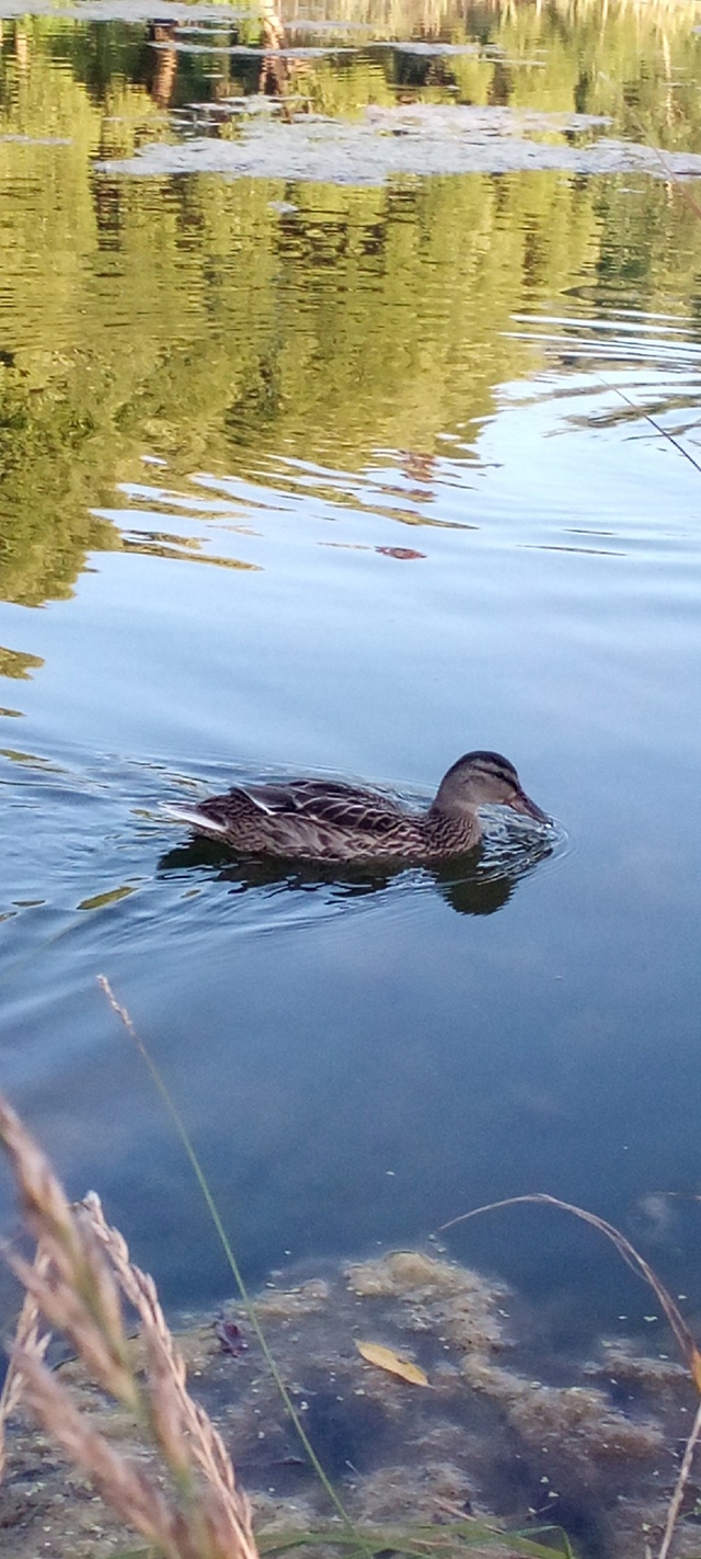 уточки на водокачке🦆🌊😍