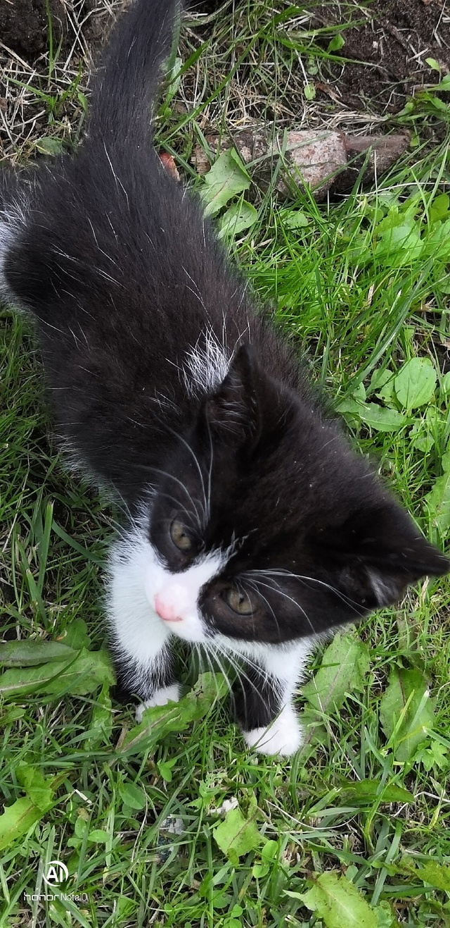 Два милых создания ищут дом.Кошечка и черный котик
Воз?...