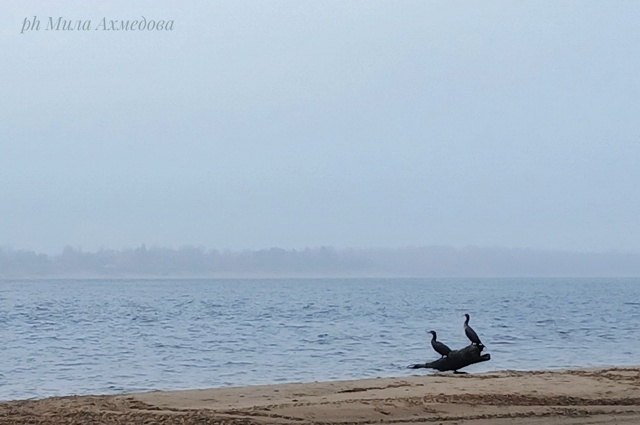 Осенние туманы на набережной. 🍁🌫
Самарская обл.