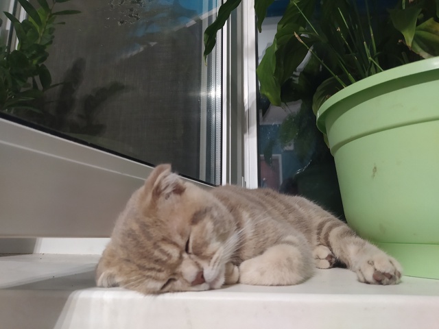 Два самых лучших в мире котя Лео и Тимоша)