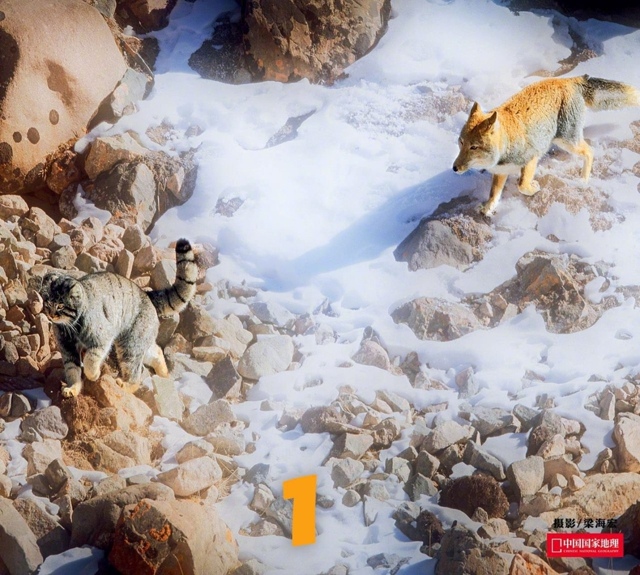 Тибетские лисы — удивительные создания, известные сво...