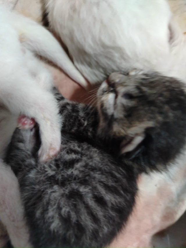 Фото 1. Отдам щенков в хорошие руки, папа по любви, две д?...