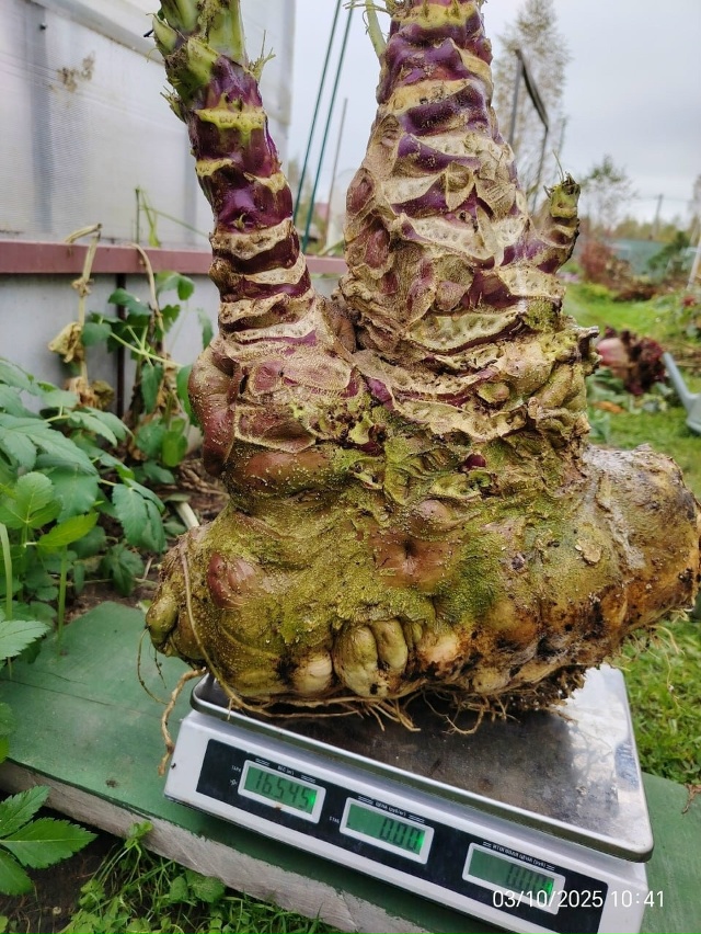 Жительница Рыбинска Ольга Догадаева, та самая, что уже ...