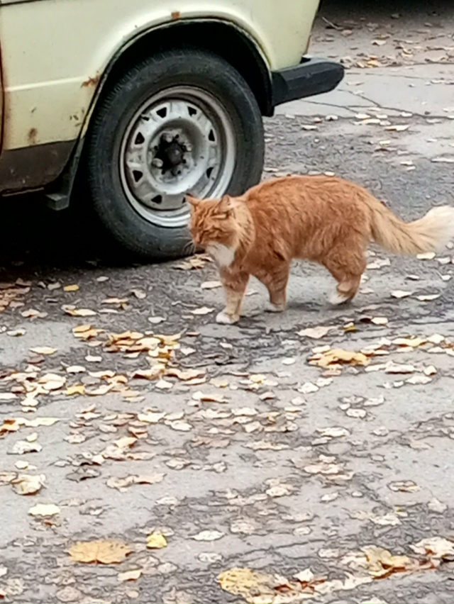 В Н.Петергофе ходит кошка или кот, с ошейником, возможн?...