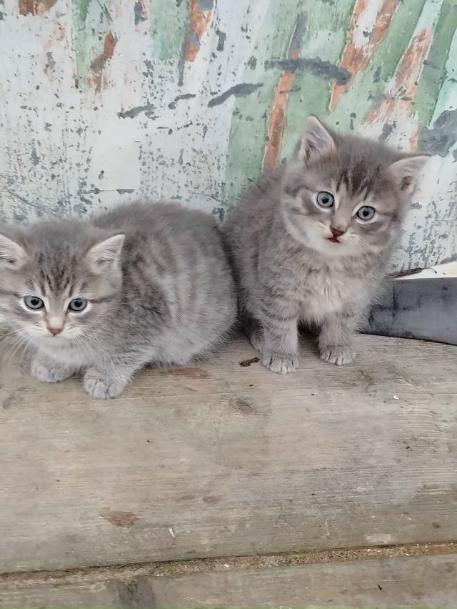 +7 910 544-85-11 кошечки
Стерилизовать поможем