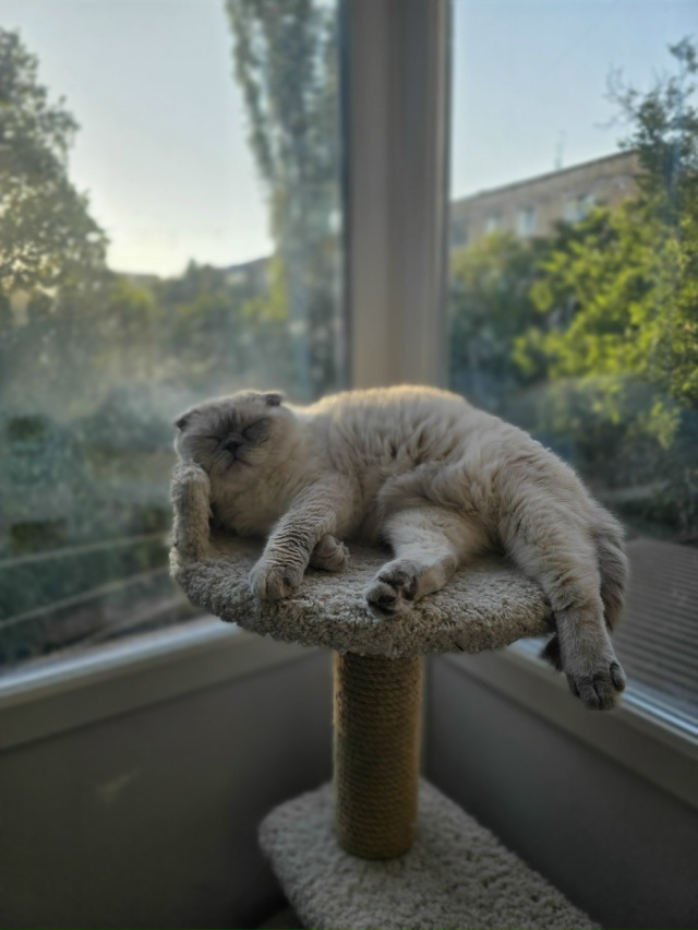 Любимое место для пушистого чилла ?
А где любят чилли?...