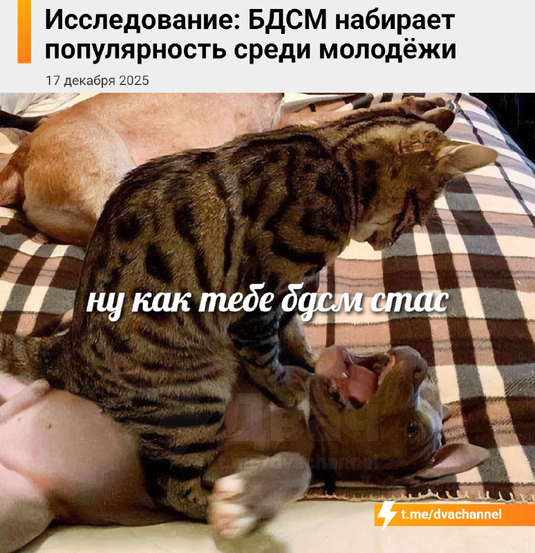 ❗️БДСМ дико хайпит у зумеров, выяснили исследователи
Для многих это добровольная часть интимной жиз