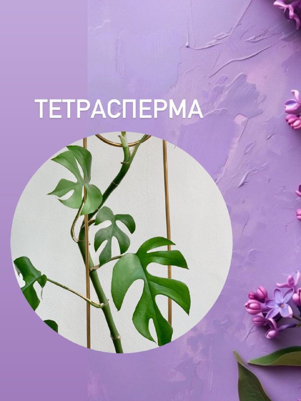 Дурман вонючий, тетрасперма, кровохлёбка
Эксперт по цветоводству сделала подборку растений, которым