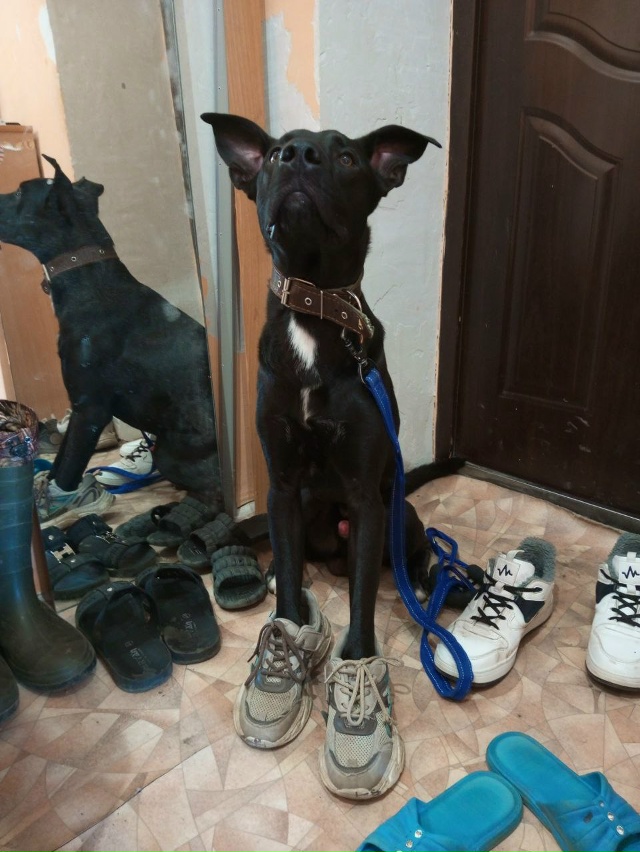 Доброго время суток всем, Помогите пристроить квартир?...