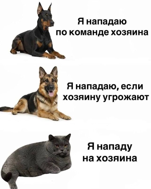 Ну это жиза