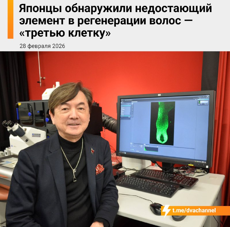 ‼️Лысые скуфы, внимание: японские учёные из Riken и OrganTech походу окончательно победили облысение