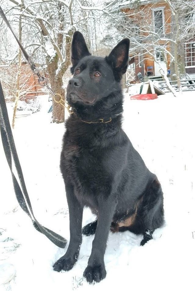 Петергоф!
Чья овчарка!? Хозяин,отзовись!
🛑🛑🛑
Друзья, ...