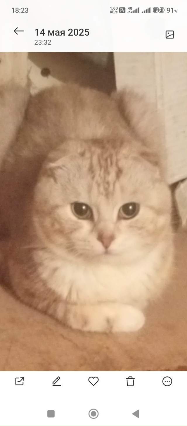 Потерялся кот кнопик, верните, пожалуйста 🥺