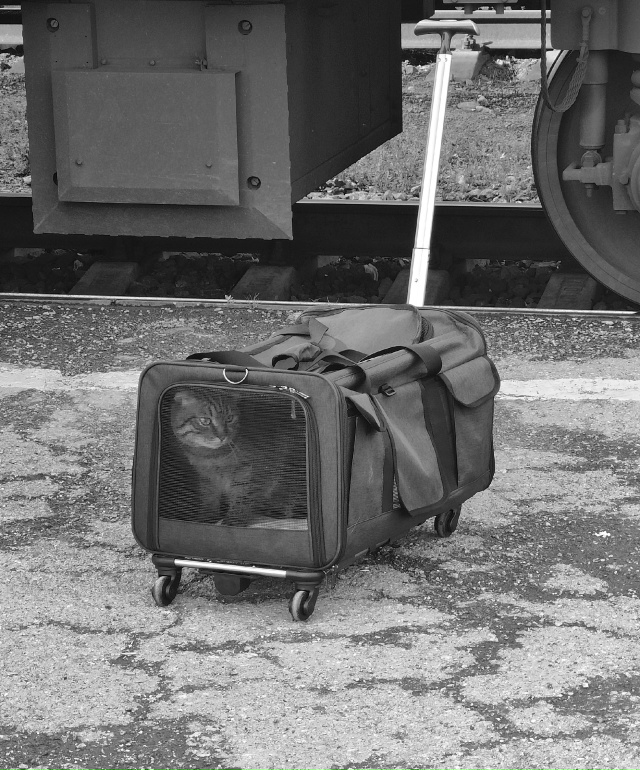 Котобарин в путь собрался. Свердловская область.