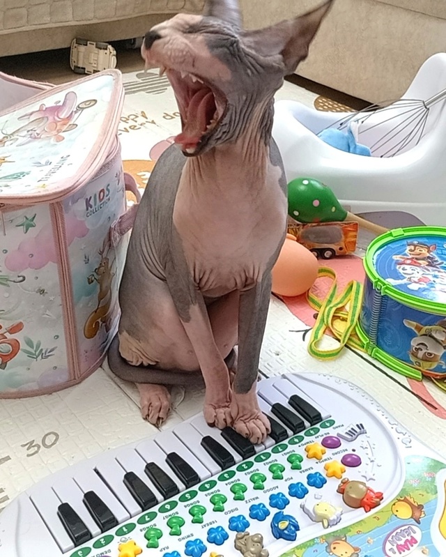 Щас спою!