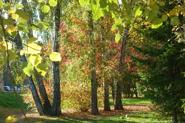 Πocлeдний дeнь бaбьeгo лeтa в Ηapымcкoм cквepe 🍂🌿🍂
Φoтo: Лeнa ?...