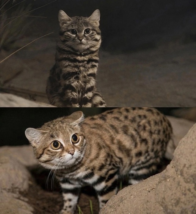 Эту милашку легко спутать с домашней кошкой, но муравь?...