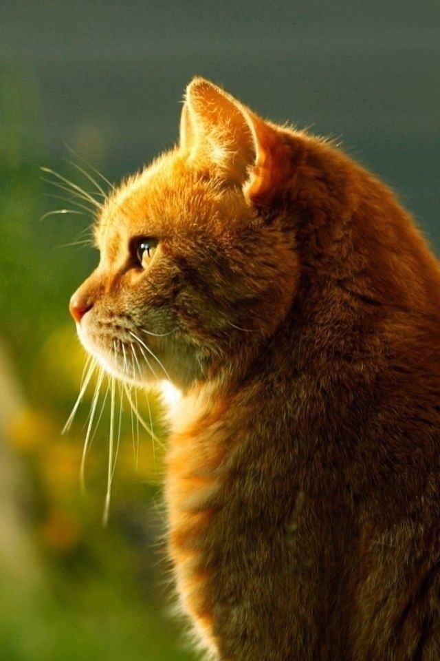 Я не доверяю людям, которые не любят животных.