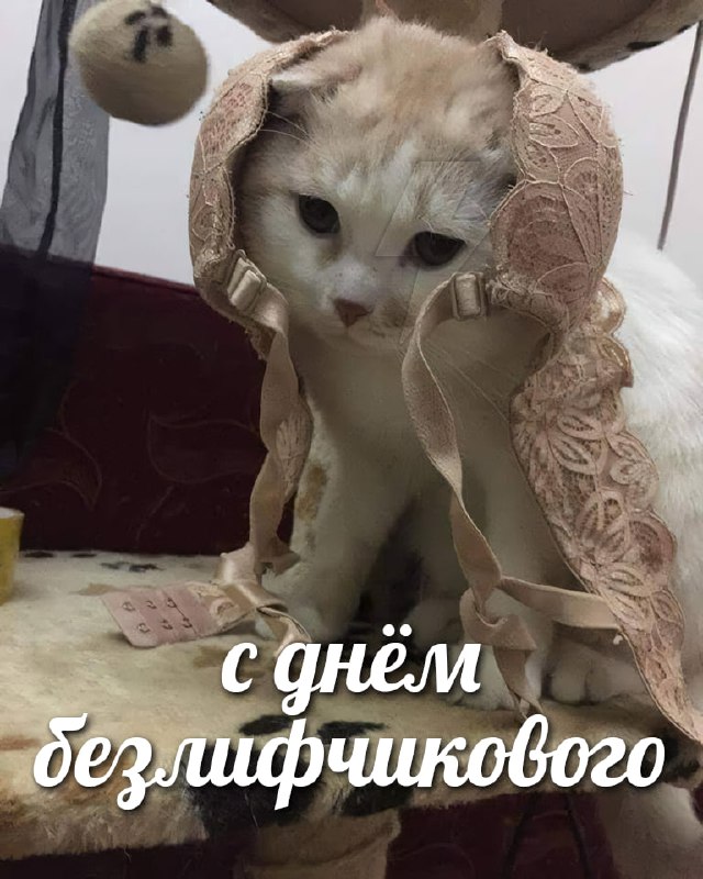 Сегодня отмечается День без лифчика
В этот день тянки могут ходить без лифчика и все этому будут то