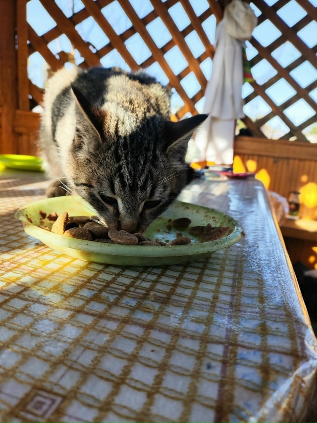 В садах №2 затерялся совсем молодой бедняга, может кто ...