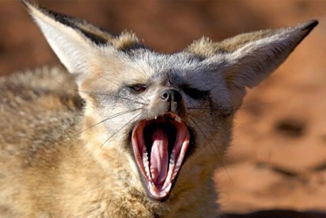 Большеухая лисица: триада в поисках навоза Это больше...