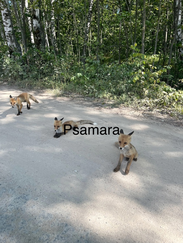 Пункт пропуска в жигулевском заповеднике 😍