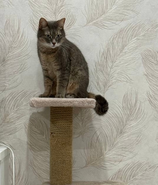 3 ноября Пропал кот - по кличке кекс
Комсомольская 30
Ра?...