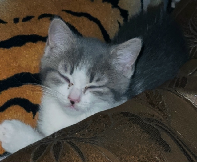 Вчера поздно вечером в подъезд на площадку в 3 микр дом ...