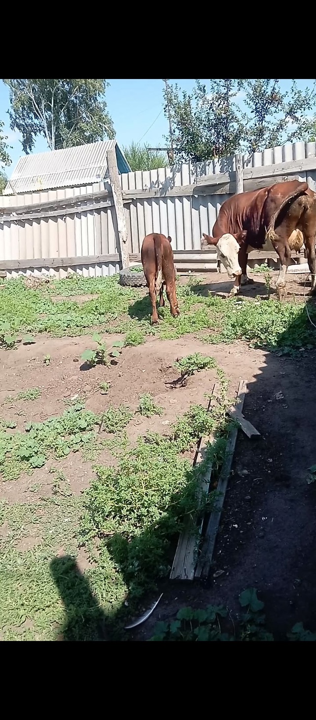 Анон. Доброе время суток! Продам первотелку с теленком ...