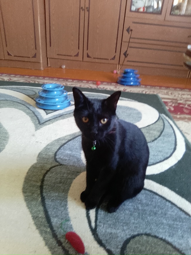 Чудесная девочка Черничка ищет надежных и заботливых ?...