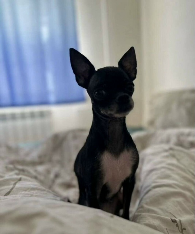 🆘🆘🆘22.11 около 18:00
Потерялся той терьер в Колтуши Пав?...