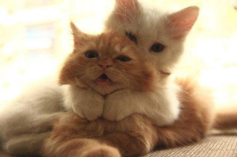 🐈 Сегодня отмечается Международный день объятий с кошками
Всем срочно праздновать)