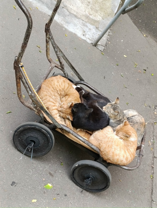 Тележка одного известного магазина. Когда она не занят...