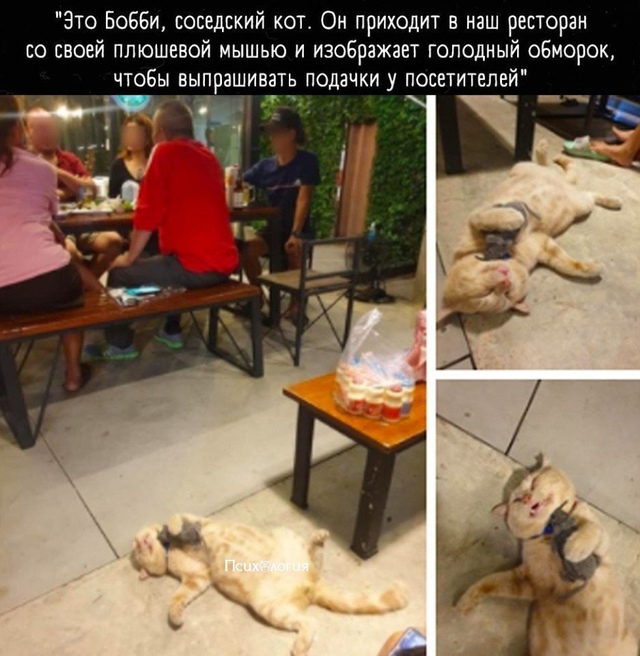 Зашла бы в это кафе исключительно посмотреть на котика...