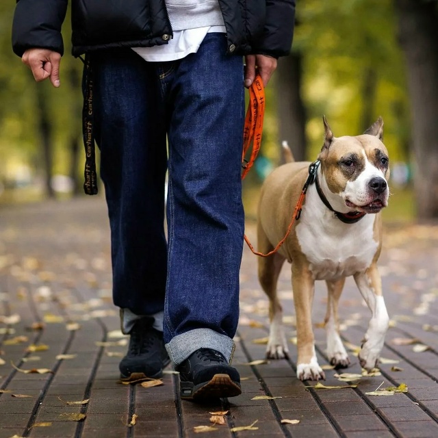 👉В России введут обязательную регистрацию домашних ж...