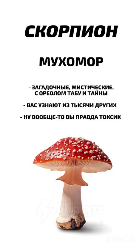 Российский астролог рассказал, какой ты гриб по знаку зодиака
Ищем себя