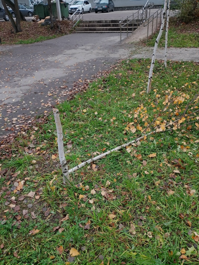 😡 Какой-то вандал
Спилил молодые деревца березы и дуб...