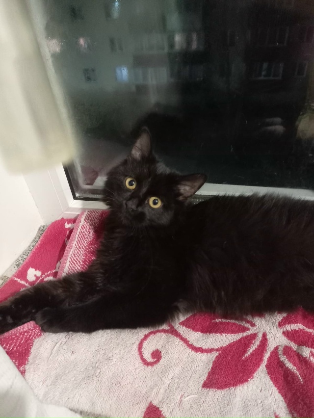 Добрый вечер, прибилась черненькая кошечка, ухоженная,...