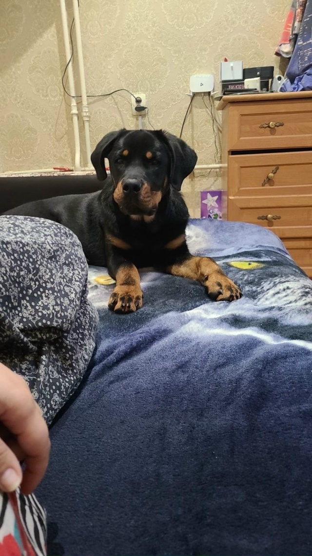 И опять Наш ротвейлер Рэм!!!
‼️Помогите пристроить соб...