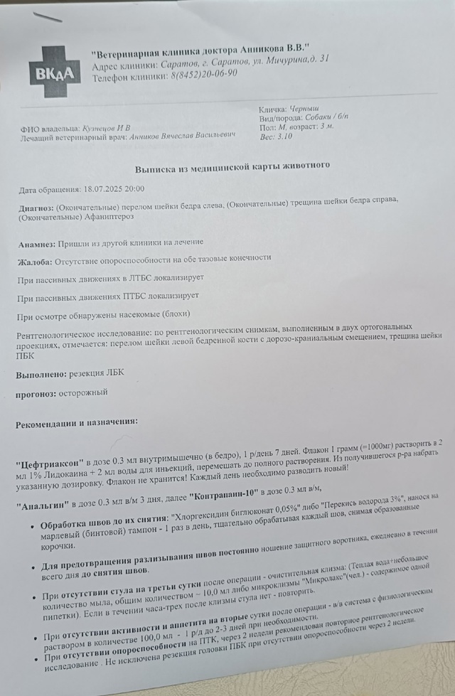 Всем привет 👋
Вчера сбитым животным были проведены оп...