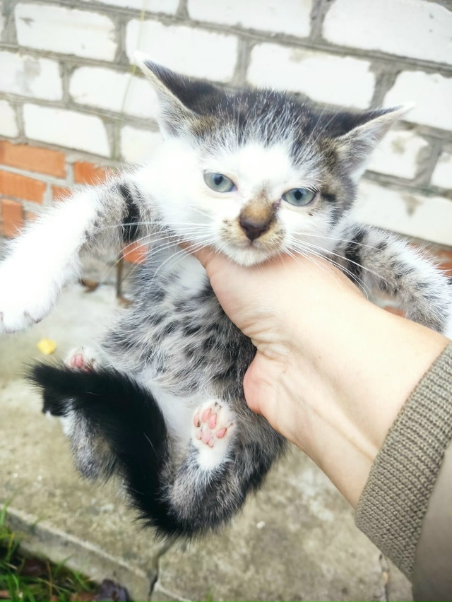 Котята ищут дом
89105423552 Алексей