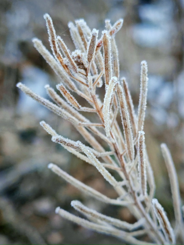 Утpeнний инeй