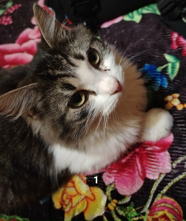 #ПотерялиНашлиПомогите
1 Д. Заклинье, кот бегает уже к?...