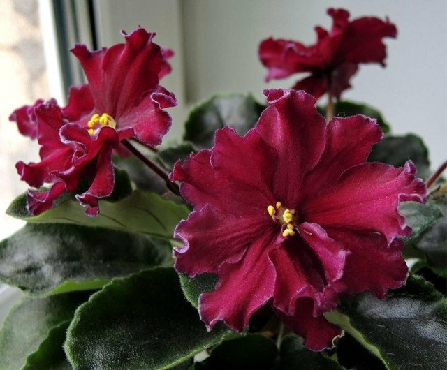 Продам набор деток сортовых фиалок. В наборе 4 детки. Це...