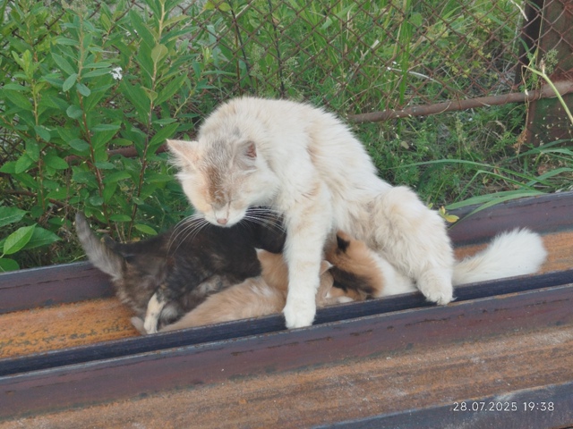 Кому нужны котята от хорошей кошечки? ( бездомная сама, ...
