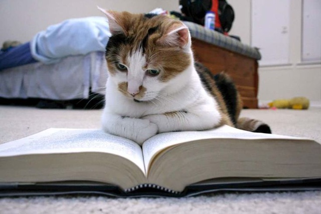 С днём знаний, товарищи котеникИ!
