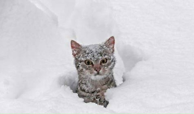 Завтра дождь, послезавтра снег прогнозируют. Что-то не ...